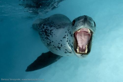 leopard seal attacks man