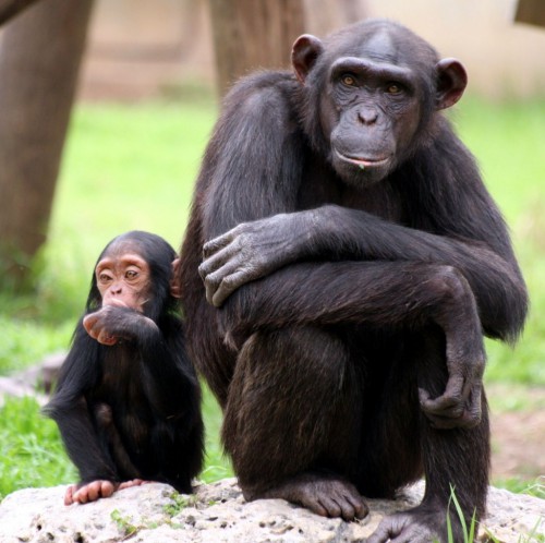 Chimpanzee_Family