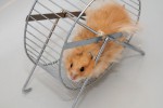 hamsterwheel