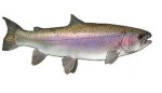 trout