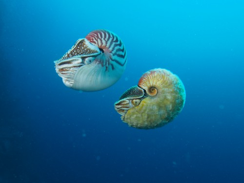 Nautilus pompilius (left) swimming next to a rare Allonautilus scrobiculatus (right) off of Ndrova Island in Papua New Guinea.Peter Ward