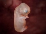 elephant-embryo