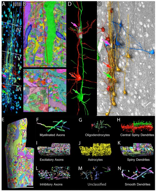 (A) Cortical neuronal somata reconstruction to aid in cortical layer boundaries (dotted lines) based on cell number and size. Large neurons are labeled red; intermediate ones are labeled yellow; and small ones are labeled blue. The site of the saturated segmentation is in layer V (pink arrow). These two layer VI pyramidal cell somata (red and green arrows) give rise to the apical dendrites that form the core of the saturated cylinders. (B) A single section of the manually saturated reconstruction of the high-resolution data. The borders of the cylinders encompassing the ‘‘red’’ and ‘‘green’’ apical dendrites are outlined in this section as red and green quadrilaterals. This section runs through the center of the ‘‘green’’ apical dendrite. (C) A single section of a fully automated saturated reconstruction of the high-resolution data. Higher magnification view (lower left inset) shows 2D merge and split errors. (D) The two pyramidal cells (red and green arrows) whose apical dendrites lie in the centers of the saturated reconstructions. Dendritic spines reconstructed in the high-resolution image stack only.
