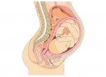 PregnancyFoetus