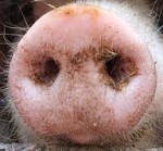 snout