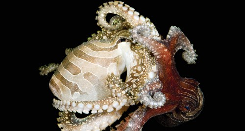 stripedoctopus
