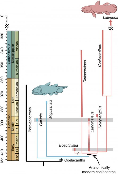 Primitive coelacanths are in light blue and the anatomically modern coelacanths including extant Latimeria are in red. Euporosteus is positioned either crownward of Diplocercides or as its sister taxon, indicating that the distinctive body plan of anatomically modern coelacanths must have been established no later than 409 million years ago (Ma). Euporosteus also lends support to the possibility that Eoactinistia may represent an early member of the anatomically modern coelacanths with the dentary sensory pore. Eif, Eifelian; Giv, Givetian; Loc, Lochkovian; Pr, Pragian. 