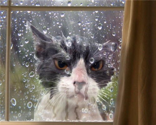 wetcat