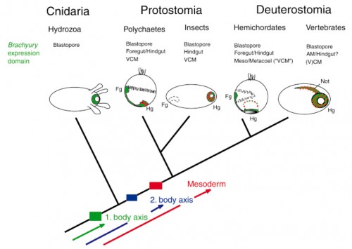 Scenario of the role of Brachyury during key events in animal evolution: emergence of the first body axis, the second body axis and the third germ layer, the mesoderm. Arrows intend to indicate that molecules implicated in these transitions were present before in a different context and that these transitions were brought about by inventing and recruiting developmental control genes to specific body regions or functions. These events might have occurred independently for the three major steps or, more likely, they may have been linked to and facilitate each other. Drawings represent gastrulae or post-gastrula larvae of different organisms. Brachyury expression is indicated in blue, presumptive mesoderm that overlaps with Brachyury expression regions in red hatched lines. Orientation is indicated by foregut (Fg) and hindgut (Hg). Other abbreviations: VCM, visceral cauddal mesoderm; AM, axial mesoderm. 