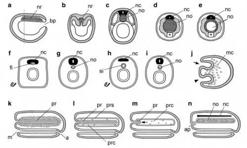 Notochords in phylogeny: invertebrate chordates, annelids, and nemerteans. a Midsagittal section of early neurula of amphioxus with blastopore (bp) and notochord rudiment (nr, horizontal hatching). b Cross section at level indicated by dotted line in a; notochord rudiment (nr) and somites indicated, respectively, by horizontal and diagonal hatching. c Cross section of later neurula of amphioxus showing notochord (no) and dorsal nerve cord (nc); somites indicated by diagonal hatching. d, e Early and late larvae, respectively, of an ascidian tunicate. Cross sections through the tail showing nerve cord (nc); muscles (diagonally hatched) and notochord (no); asterisk indicates endodermal strand (discovered by Seeliger). f, g Inverted annelid scenario (after Semper); following inversion (f looped arrow), fibers (fi) associated with the nerve cord (nc) are precursors of the notochord (no) in g. h, i Variant annelid theory (after Ehlers); annelid after inversion (h, looped arrow), the position of the siphon (si) corresponds to the vertebrate notochord (no) in i. j–n Nemertean scenario (after Hubrecht); gastrula (j) has a first invagination (arrowhead) for gut and a second invagination (arrow) for the proboscis, while mesenchyme cells (mc) ingress into the blastocoel. Subsequently k, a through gut forms from mouth (m) to anus (a), and mesenchyme cells condense around the proboscis (pr). l Schizocoely produces a proboscis coelom (prc) and a proboscis sheath (prs). The arrow in m indicates the proboscis (pr) pulling out of the proboscis coelom (prc), leaving behind a few mesenchyme cells. In n, the mesenchyme cells in the proboscis coelom have extensively proliferated to form the notochord (no); the remains of the proboscis have become the anterior pituitary (ap), while the dorsal nerve cord (nc) has formed by the dorsal migration and fusion of the lateral nerve cords.