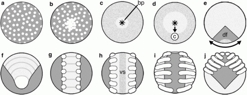 Canonical model of spider development, external view. a Blastoderm forms. b Blastoderm cells proliferate and migrate to one hemisphere to form a germ disc. c Primitive plate forms by internalization at a central blastopore. Asterisk marks blastopore (bp). d Cumulus (c) originates in the deep layer near blastopore and migrates radially to the prospective dorso-posterior side of the germ disc. e Germ disc cells move away circumferentially from the cumulus endpoint. This movement forms the germ band; the thinned area is termed the dorsal field (df). f Segmentation becomes apparent in the germ band. g Limb primordia appear on the anterior six segments (the prosoma). h The germ band splits along the mid-sagittal plane to form the ventral sulcus (vs). i The two halves of the germ band move laterally around the yolk, a process called inversion. j The prosoma condenses on the dorso-anterior side of the embryo and a sheet of cells surrounds the yolk.