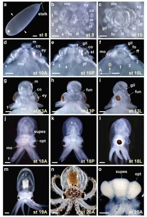 Developmental staging of Octopus bimaculoides. a Whole egg photomicrograph illustrates the egg stalk and the animal pole (asterisk) where the embryonic body forms. Extent of epiboly in this stage (st) 8 embryo is marked with arrowheads. b End on view of a stage 8 embryo with the egg capsule and yolk removed. In dark field illumination, the organ primordia are visible as ectodermal and mesodermal thickenings. The mantle anlage (m) is central, the prospective mouth (mo) at the top of the panel is anterior, and the arm bud pairs (1–4) are arrayed peripherally. The folds of the collar (co) and the prospective funnel (fo, ff) fall at intermediate positions. c–f The growth of the organ systems by stage 10 is illustrated in end on (c), anterior (d), posterior (e) and left side (f) views. g–m The shape of the adult octopus emerges at middle (g–l) and late (m) embryonic stages. Illustrated are anterior (g and j), posterior (h and k) and left side (i and l) views of stage 13 (g–i) and stage 18 (j–l) embryos, and an anterior view of a stage 19 embryo (m). n and o Anterior views of O. bimaculoides (n) and its brain (o) at hatching (stage 20). A, anterior view; ey, eye; fun, funnel; gil, gill; L, lateral view; olf, olfactory organ; opt, optic lobe; P, posterior view; pf, funnel pouch; st, statocyst; supes, supraesophageal mass. Scale bars: 1mm (a), 500 μm (b–o)
