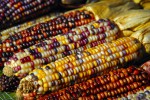 indian-corn