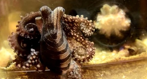 Larger-Pacific-Striped-Octopus