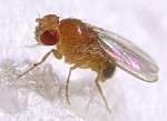 Fruit-fly