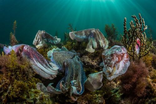 The Australian Giant Cuttlefish aggregation is truly one of nature’s great events. Thousands of cuttlefish congregate in the shallow waters around the Spencer gulf in South Australia, to mate and perpetuate the species. The cuttlefish like alien beings, display an array of patterns, textures and colours to indicate their intentions. As male courts a female or wards off other males, and entourage of suiters stay poised for an opportunity to mate with the female. A visual delight and a rare glimpse of nature in all its glory. Scott Portelli