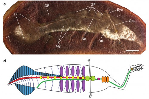  Tullimonstrum, FMNH PE 40113, oblique lateral view (also Extended Data Fig. 2a): eyebar, Eyb; myomeres, My; gill pouches, GP; caudal fin, CF; notochord, No; otic lobe, OtL and optic lobe, OpL of brain; and dorsal fin, DF. d, Line drawing: black, teeth; brown, lingual organ; light grey, eyebar; dark green, gut and oesophagus; red, notochord; light green, brain; orange, tectal cartilages; pink, naris; purple, gill pouches; yellow, arcualia; dark blue, myosepta; blue with black stripes, fins with fin rays. Scale bar, 10 mm.