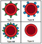 BloodTypes