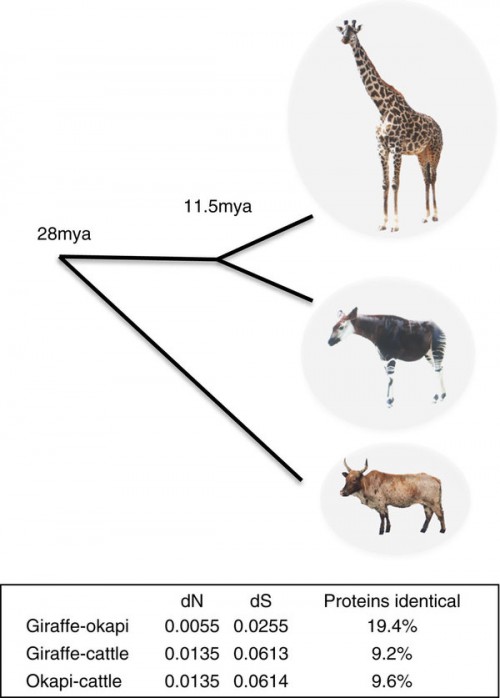 Using the average pairwise synonymous substitution divergence (dS) estimates between giraffe, okapi and cattle as calibrated by the pecoran common ancestor (27.6 mya), the divergence of giraffe and okapi from a common ancestor is estimated to be 11.5 mya.