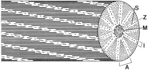 Schematic diagram of a cephalopod obliquely striated muscle fiber. Note that a cross-section of an obliquely striated muscle cell shows an analogous sequence of bands to those seen in a longitudinal section of a cross-striated fiber. A, A-band; I, I-band; M, mitochondria; S, sarcoplasmic reticulum; Z, elements. 