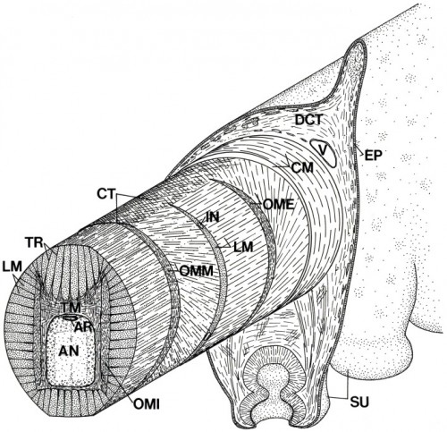 Schematic diagram of the arm of Octopus showing the three-dimensional arrangement of muscle fibers and connective tissue fibers. AN, axial nerve cord; AR, artery; CM, circumferential muscle layer; CT, connective tissue; DCT, dermal connective tissue; EP, epidermis; IN, intramuscular nerve; LM, longitudinal muscle fibers; OME, external oblique muscle layer; OMI, internal oblique muscle layer; OMM, median oblique muscle layer; SU, sucker; TM, transverse muscle fibers; TR; trabeculae; V, vein.