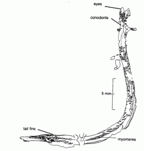 CarboniferousConodont