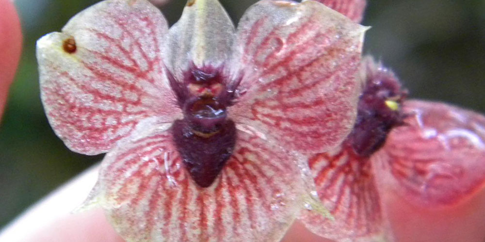 Nueva especie de orquídea que tiene un pequeño demonio adentro | Mentes  Curiosas