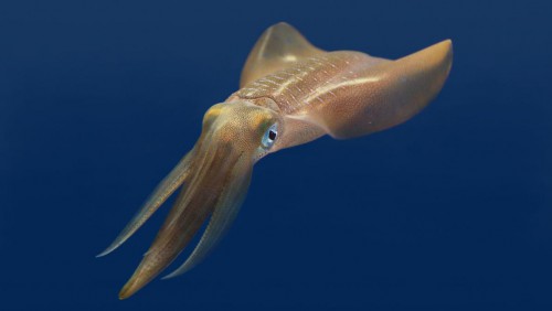 Monterey Bay Aquarium