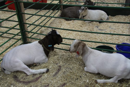 resting goats