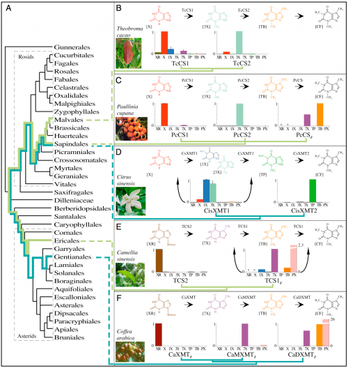 Caffeine has convergently evolved in five flowering plant species using different combinations of genes and pathways. (A) Phylogenetic relationships among orders of Rosids and Asterids show multiple origins of caffeine biosynthesis. Lime-green lineages trace the ancient CS lineage of enzymes that has been independently recruited for use in caffeine-accumulating tissues in Theobroma, Paullinia, and Camellia. Turquoise lineages trace the ancient XMT lineage that was independently recruited in Citrus and Coffea. (B and C) Theobroma and Paullinia have converged upon similar biosynthetic pathways catalyzed by CS-type enzymes. (D) Citrus has evolved a different pathway catalyzed by XMT-type enzymes, despite its close relationship to Paullinia. (E and F) Camellia and Coffea catalyze the same pathway using different enzymes. Proposed biochemical pathways are based on relative enzyme activities shown by corresponding bar charts that indicate mean relative activities (from 0 to 1) with eight xanthine alkaloid substrates. CisXMT1 and TCS1 catalyze more than one reaction in the proposed pathways. XMT and CS have recently and independently duplicated in each of the five lineages