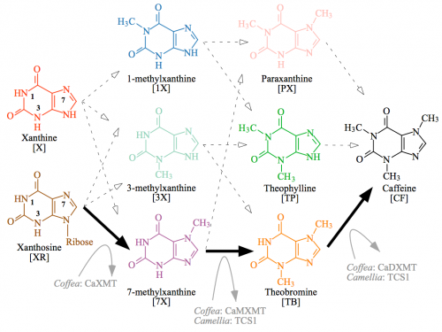 Caffeine biosynthetic network has 12 potential paths. The only path characterized from plants is shown by solid black arrows and involves sequential methylation of xanthosine at N-7, 7-methylxanthine at N-3, and theobromine at N-1 of the heterocyclic ring. Each methylation step is performed by a separate xanthine alkaloid methyltransferase in Coffea. In contrast, Camellia employs the distantly related caffeine synthase enzyme, TCS1, for both the second and third methylation steps, whereas the enzyme that catalyzes the first reaction remains uncharacterized. Other potential biochemical pathways to caffeine are shown by dashed arrows, but enzymes specialized for those conversions are unknown. Cleavage of ribose from 7-methylxanthosine is not shown, but may occur concomitantly with N-7 methylation of xanthosine. CF, caffeine; PX, paraxanthine; TB, theobromine; TP, theophylline; X, xanthine; 1X, 1-methylxanthine; 3X, 3-methylxanthine; 7X, 7-methylxanthine; XR, xanthosine