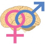 malefemalebrains