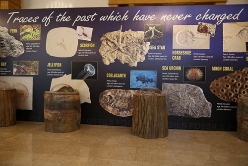 oktarfossils