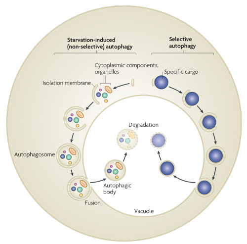 Autophagy in yeast. In starvation-induced (non-selective) autophagy,  the isolation membrane mainly non-selectively engulfs cytosolic constituents and organelles to form the autophagosome. The inner membrane-bound structure of the autophagosome (the autophagic body) is released into the vacuolar lumen following fusion of the outer membrane with the vacuolar membrane, and is disintegrated to allow degradation of the contents by resident hydrolyases. In selective autophagy, specific cargoes (protein complexes or organelles) are enwrapped by membrane vesicles that are similar to autophagosomes, and are delivered to the vacuole for degradation. Although the Cvt (cytoplasm-to-vacuole targeting) pathway mediates the biosynthetic transport of vacuolar enzymes, its membrane dynamics and mechanism are almost the same as those of selective autophagy. 