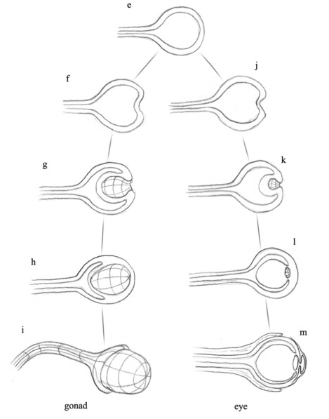 Ovary, testis and urogenital tract origins. Parallel schematics showing similar morphogenesis of eye and gonads. 