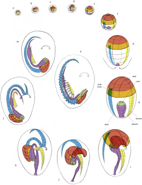 Organogenesis of skull, jaws, pharynx, spine, sternum. a. Egg; b–e. Cleavage; f. Blastula; g–n. Gastrulation. The concurrent formation of the alimentary and musculo-skeletal systems is shown here.