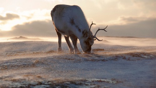 reindeer