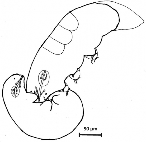 Mating position of Isohypsibius dastychi. The male (left) held the female (right) in the moulting stage, with eggs (in this case three) clearly visible in her ovary.