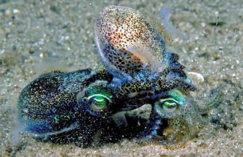 Euprymna-mating-squid-sex
