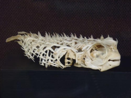 pufferfish skeleton