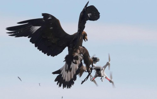 A golden eagle grabs a flying drone during a military training exercise at Mont-de-Marsan French Air Force base, Southwestern France, February 10, 2017. REUTERS/Regis Duvignau