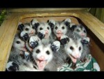 possums