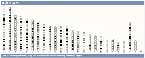 karyotype