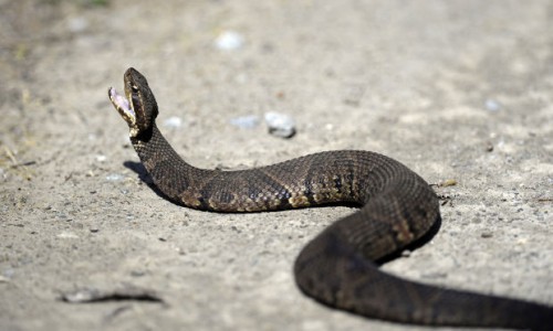 snakeroad
