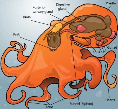 cephalopod sentience