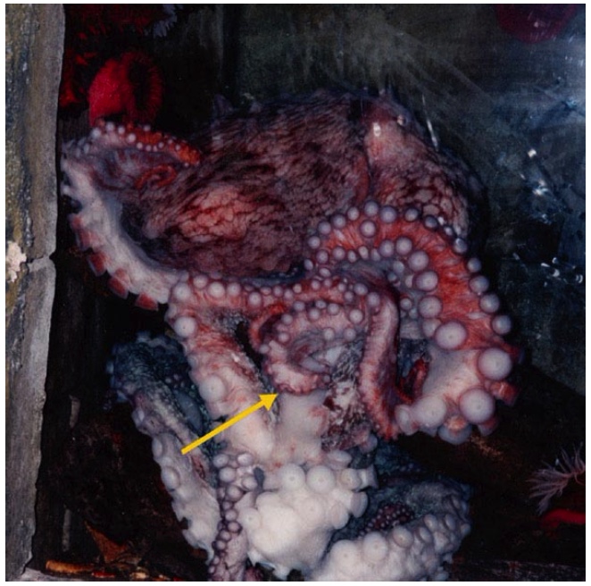 Octopus Porn - Friday Cephalopod: So that's what octopus porn is like