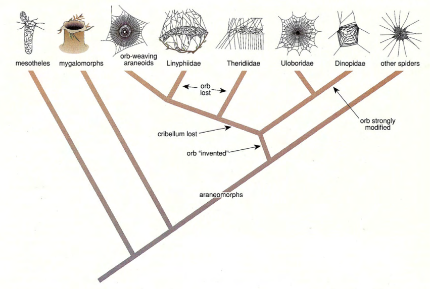 Spider gene study reveals tangled evolution