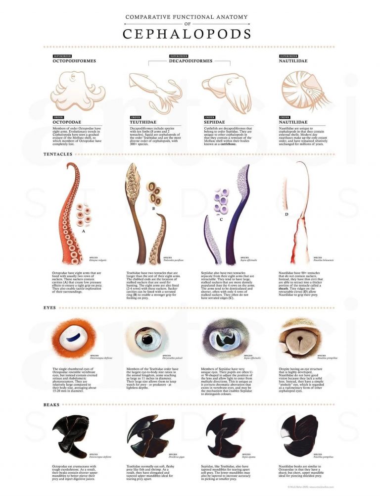 Brush up on the basics of cephalopod anatomy