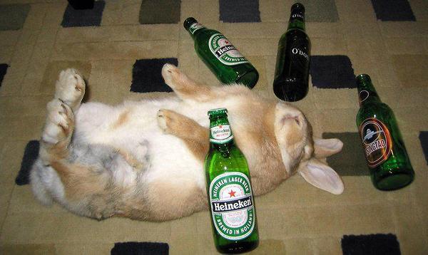 Bayes Bunny iz trying to cool off after reading too many scientific papers.