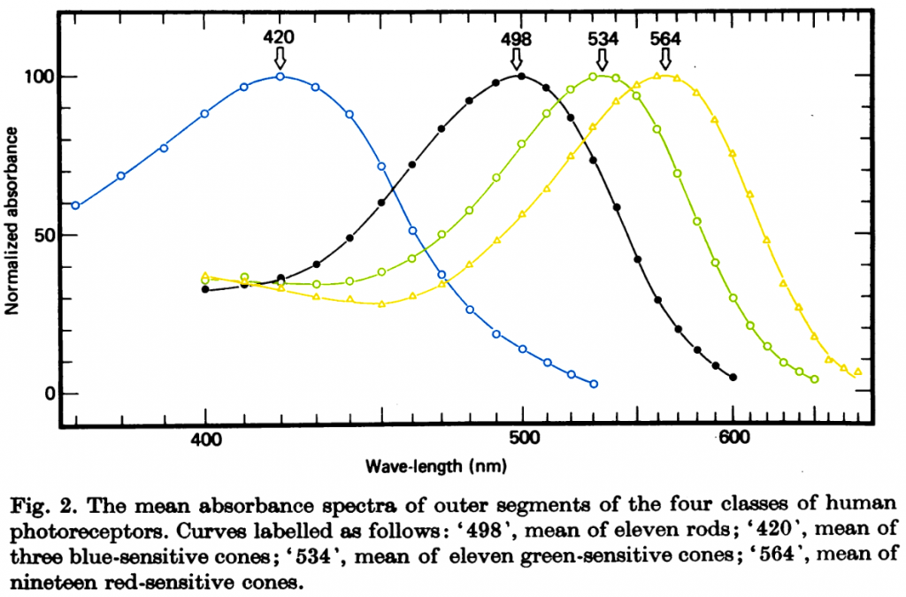 Figure 2, from Bowmaker & Dartnall 1980. Cone response curves have been colourized to approximately their peak colour response.